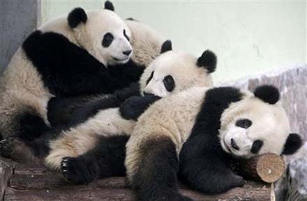 100108.panda-cubs.jpg