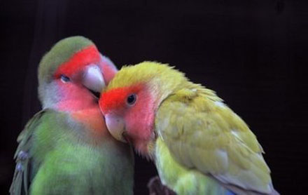 100203.love-bird.jpg