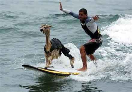 100307.alpaca-surf.jpg