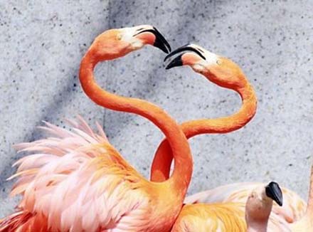 100407.flamingo.jpg