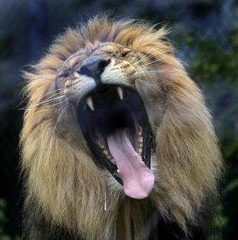 100514.lion-yawning.jpg