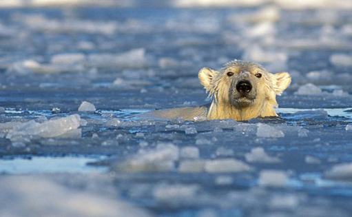 110727.polar-bears.jpg