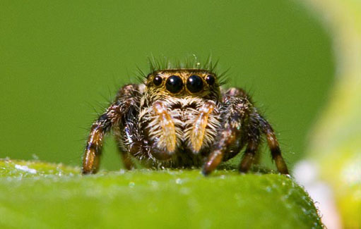 120102.tiny-spider.jpg