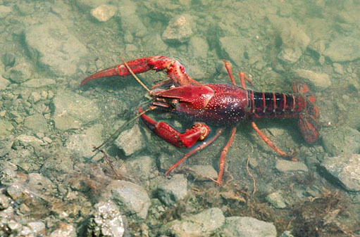 120114.louisiana-crayfish.jpg