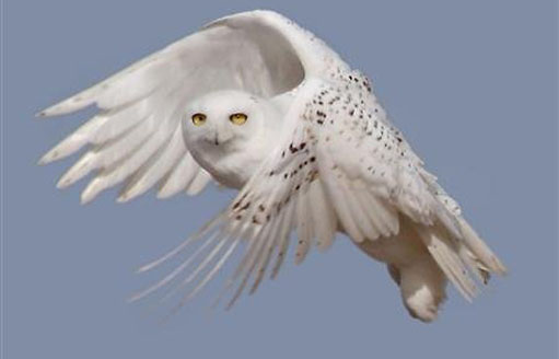 120135.snow-owl-reuter.jpg
