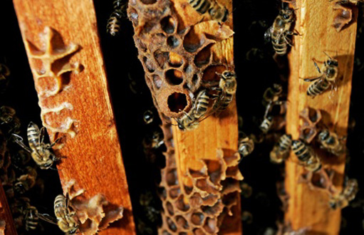 120422.honeybees.jpg